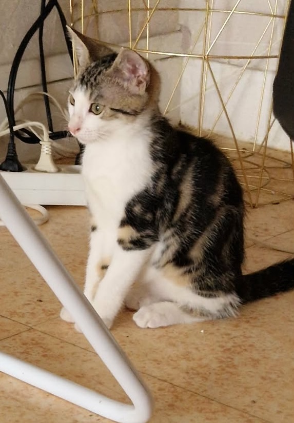 Adopter MAKI