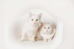 Mimi & toto