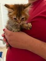 Adopter : Kalindi