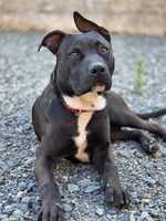Adopter  chien : Daffy