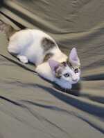 Adopter : Kira