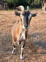 Adopter  animal de la ferme : Barbichette