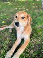 Adopter  chien : Vanille