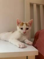 Adopter : Ace