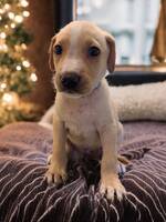 Adopter : Kyros