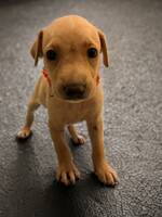 Adopter : Kanoa