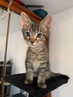 Adopter : Belin