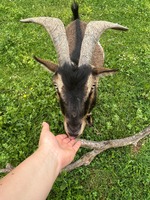 Adopter  animal de la ferme : Tutu