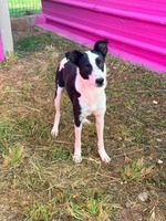 Adopter : Panda