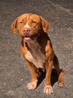 Adopter : Starlett