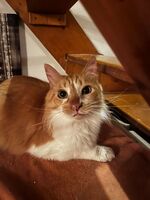 Adopter : Nounours
