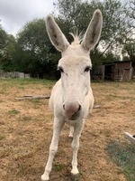 Adopter  animal de la ferme : Bella