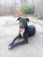 Adopter : Cheeky