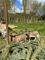 Adopter  animal de la ferme : Barbichette