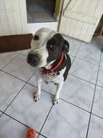Adopter : Métisse