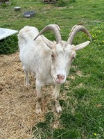 Adopter  animal de la ferme : Ness