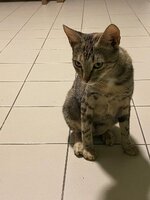 Adopter : Babybelle