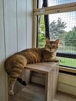 Adopter : Khaleesi