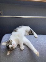 Adopter  chat : Lulu