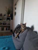 Adopter : Orion