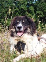 Adopter : Alfred