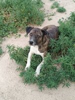 Adopter : Ambra