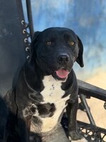 Adopter : Bimbo