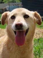 Adopter : Brocéliande
