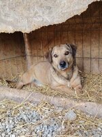 Adopter : Buzz