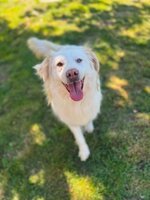 Adopter : Eira