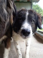 Adopter : Gustave