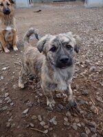 Adopter : Louloute