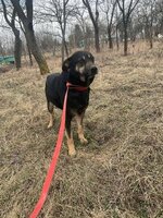 Adopter : Merry