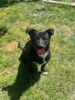 Adopter : Orion