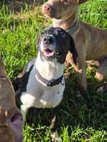 Adopter  chien : Poi