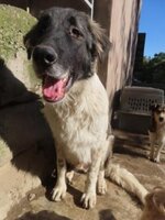Adopter : Sangoku