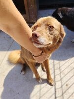 Adopter : Sirius