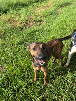 Adopter  chien : Topaze