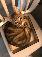 Adopter : Athéna 