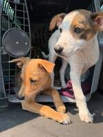 Adopter : Coco