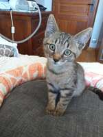 Adopter : BILLY