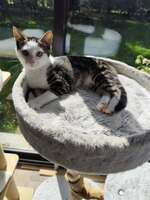 Adopter  chat : Bao