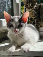 Adopter : KITKAT