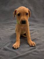 Adopter : Ripley