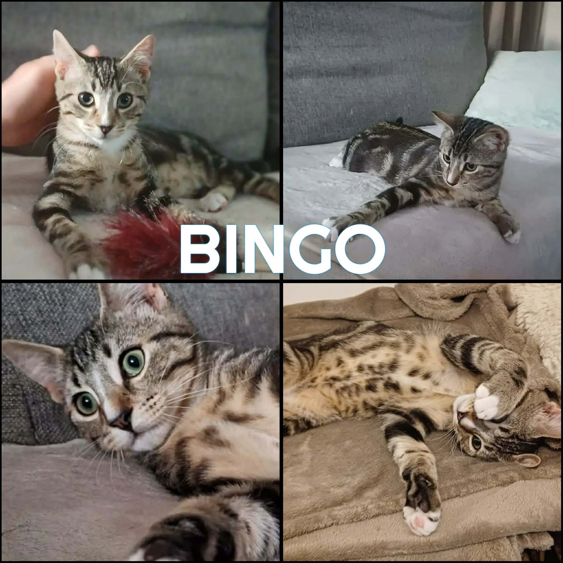 Adopter BINGO