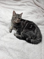 Adopter : Clyde 
