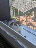 Adopter : Curie