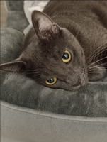 Adopter  chat : Joker