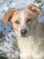 Adopter : Rosalie