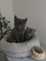 Adopter : Woody et Kaï